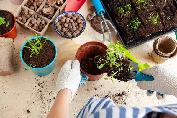 Gros plan des mains transplantant une plante dans un nouveau pot — Photo