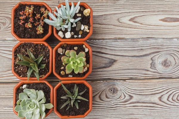 Mini piante da casa succulente verde in vasi di plastica marrone — Foto Stock