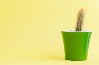 Sarı arka planda sulu bir bitki.