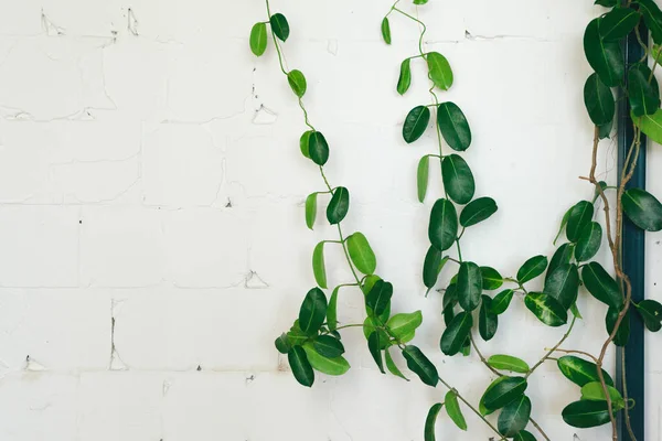 Close-up van groene binnenplant op witte muur, interieur — Stockfoto