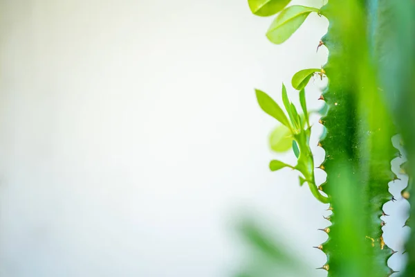 Primer plano de la rama de la planta de la casa con hojas a la luz del sol — Foto de Stock