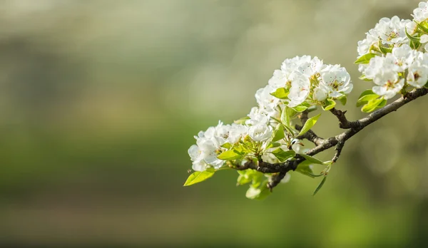 Wiosna zielony ogród — Zdjęcie stockowe