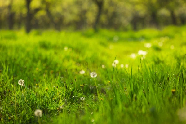 Green spring garden — Stock Photo, Image