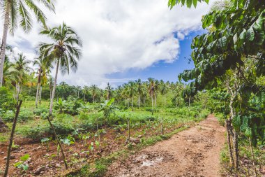 Hindistan cevizi palmiyeleri