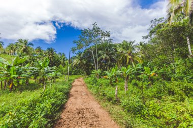 Hindistan cevizi palmiyeleri