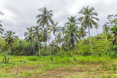 Hindistan cevizi palmiyeleri