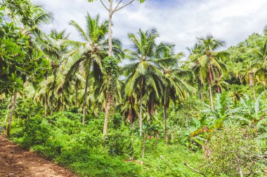 Hindistan cevizi palmiyeleri