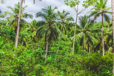 Hindistan cevizi palmiyeleri