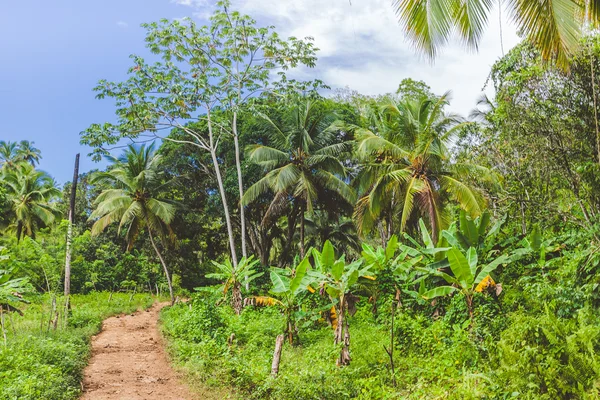 Palme da cocco — Foto Stock