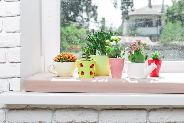 Suculentas, plantas de casa —  Fotos de Stock