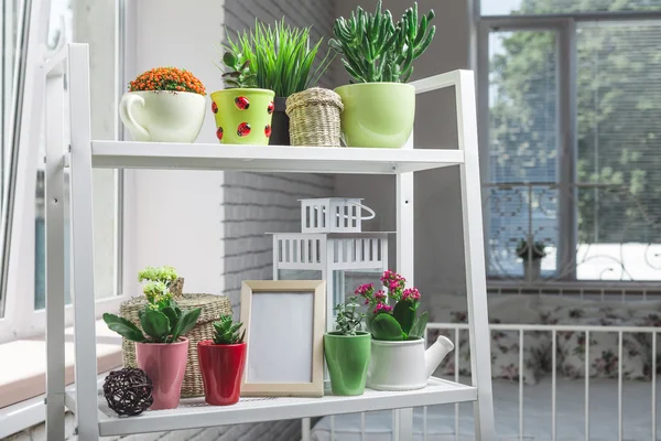 Succulents, house plants — Stock Photo, Image