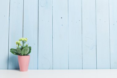 Succulents, ev bitkisi