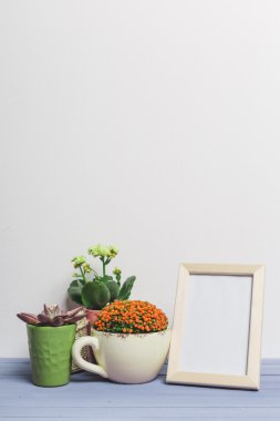 Succulents, karanfiller