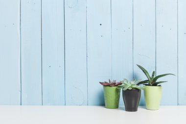 Succulents, karanfiller renkli tencere