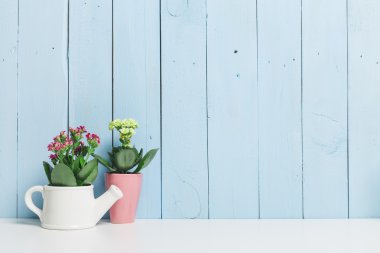 Succulents, karanfiller renkli tencere