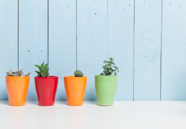 Succulents, karanfiller