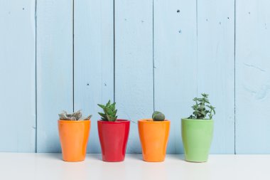 Succulents, karanfiller