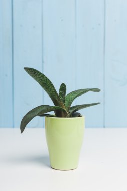 Succulents, ev bitkisi