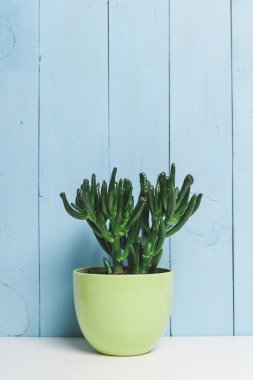 Succulents, ev bitkisi