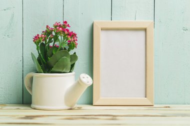 Succulents, beyaz tencerede ev bitkisi