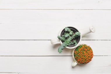 Succulents, karanfiller renkli tencere