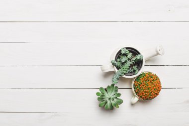 Succulents, karanfiller renkli tencere