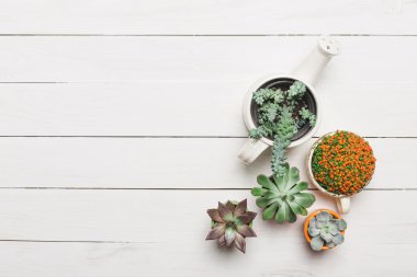Succulents, karanfiller renkli tencere