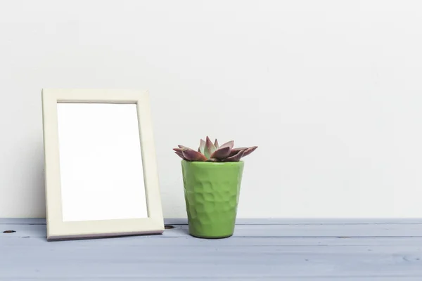 Suculentas, planta da casa — Fotografia de Stock