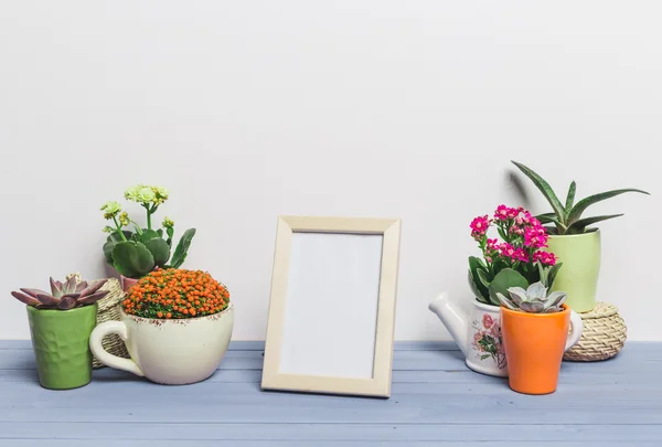 Suculentas, plantas de casa — Fotografia de Stock