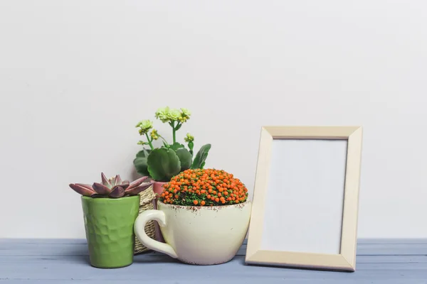 Suckulenter, krukväxter i färgglada krukor — Stockfoto