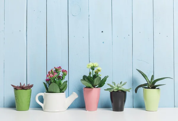 Succulents, plantes d'intérieur dans des pots colorés — Photo