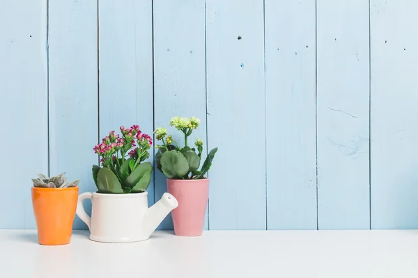 Succulenten, kamerplanten in kleurrijke potten — Stockfoto