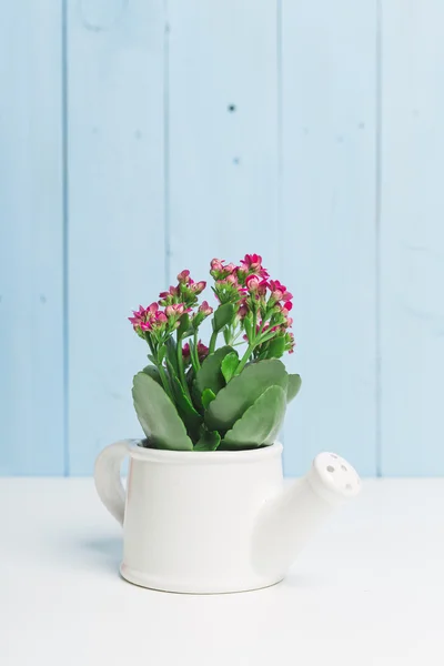 Succulents, 하우스 식물 — 스톡 사진