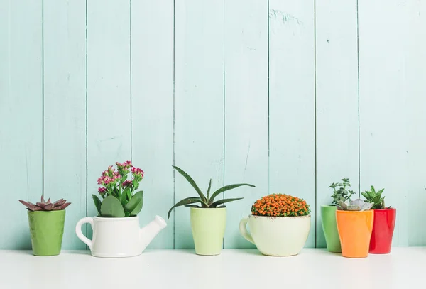 Succulents, house plants — Stock Photo, Image