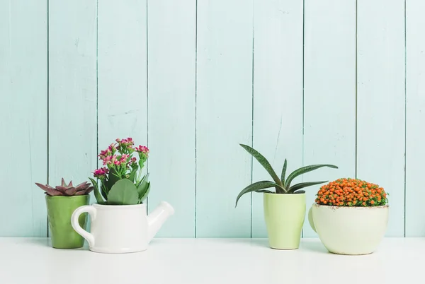 Suckulenter, krukväxter i färgglada krukor — Stockfoto