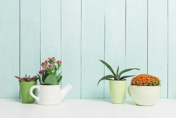 Suculentas, plantas da casa em vasos coloridos — Fotografia de Stock