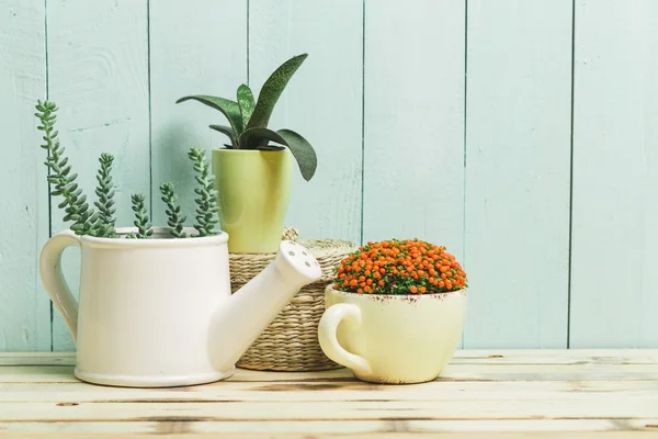 Succulents, house plants in colorful pots — Stock Photo, Image