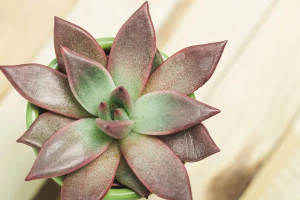 Suculentas, planta de la casa en maceta colorida — Foto de Stock