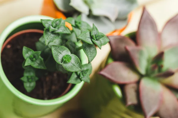 Succulents, house plants in colorful pots