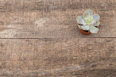 minyatür etli bitkiler