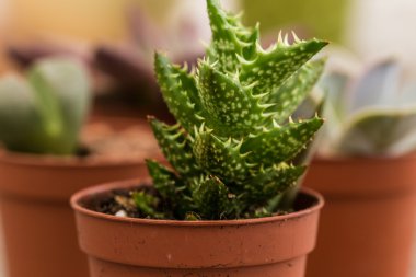 minyatür etli bitkiler