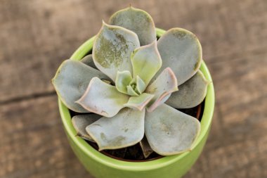 succulents, ev bitki tencerede