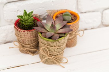 succulents, karanfiller tencere