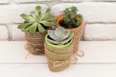 succulents, karanfiller tencere
