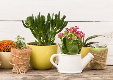 succulents, karanfiller tencere