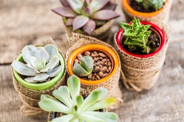 Succulents, karanfiller