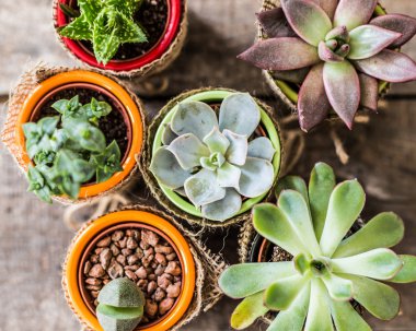 Succulents, karanfiller