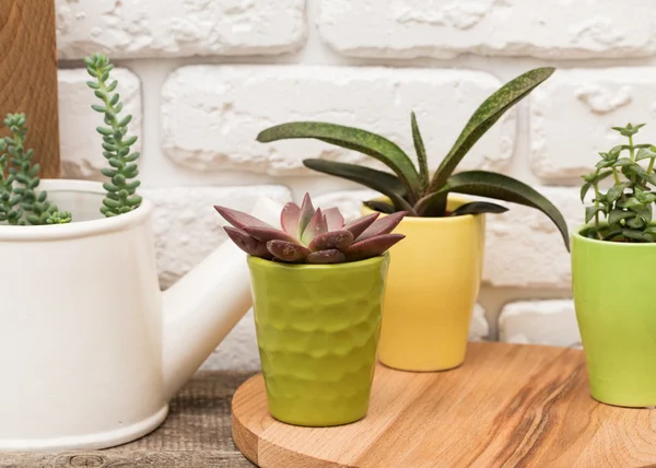 Miniatur tumbuhan yang lezat — Stok Foto