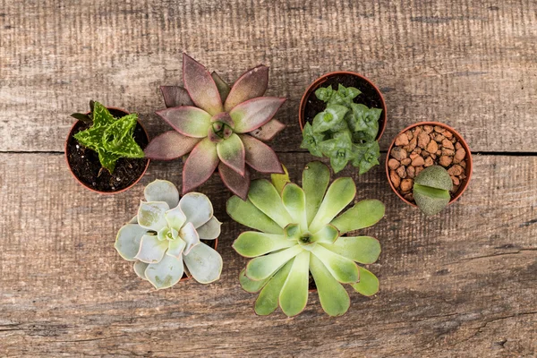 Plantas suculentas en miniatura —  Fotos de Stock