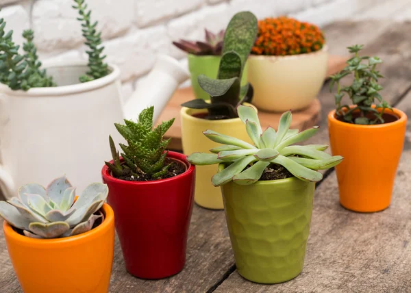 Miniatur tumbuhan yang lezat — Stok Foto